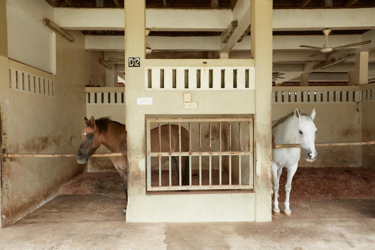 Terengganu Equestrian Resort Κουάλα Τερενγκάνου Εξωτερικό φωτογραφία